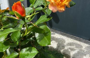 Villa Elisabetta - Foto 35