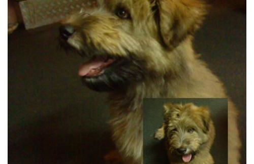 Apartment GNUBBEL am Wald - Foto 15