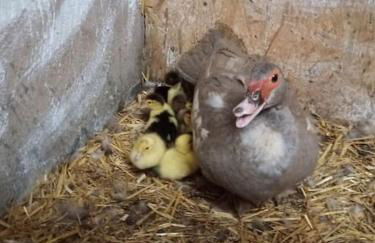 Wunderschöne 3-Zimmerwohnung auf dem Bauernhof - Foto 31