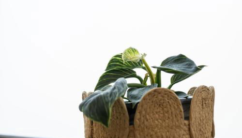 Casas do Freixial - Casa das Flores - Foto 5