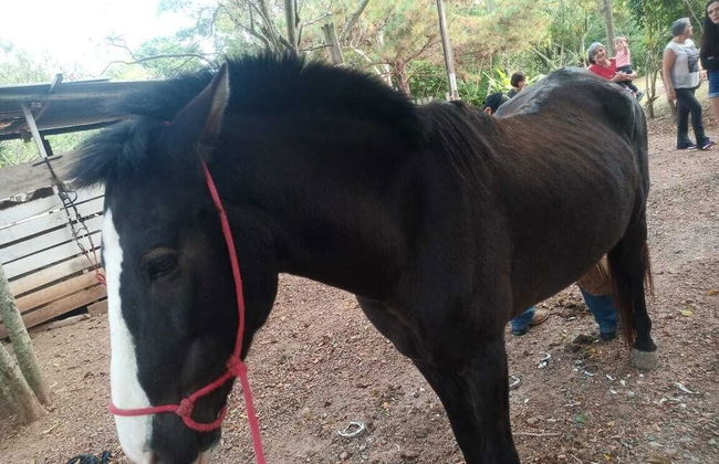 Hotel Fazenda Estancia Torre De Pedra - Foto 57