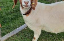 Blashford Manor Farmhouse Holiday Cottage - The Shire Cottage - Foto 14