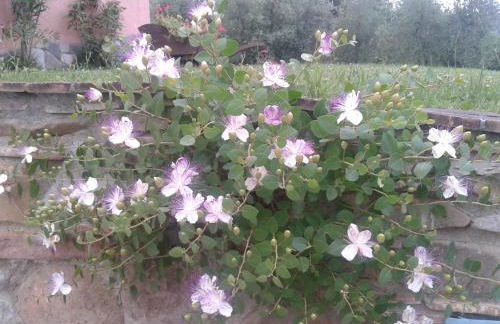 Podere Stollo - Foto 55