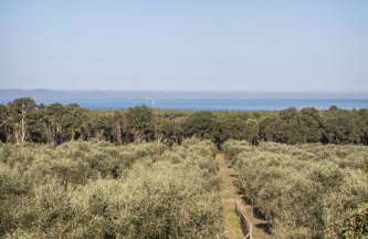 Podere San Niccola - Foto 48