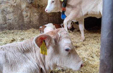 Stockerhof - Foto 9