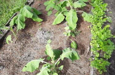 Morada do Vale - Piscina Gigante - Foto 21