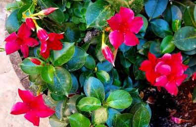 La casa di Elvira - Foto 30