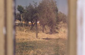 Monte da Broa - Foto 12