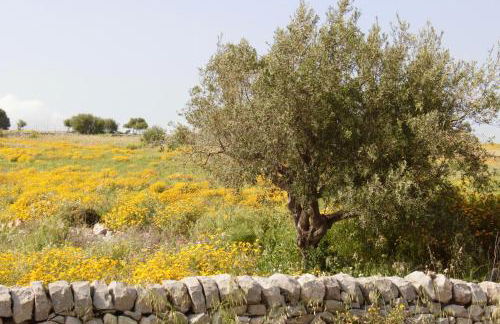 Casa Helenia Bruca - Foto 43