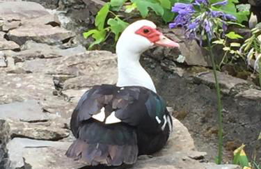 Casa da Avó - Vila do Porto - Foto 44