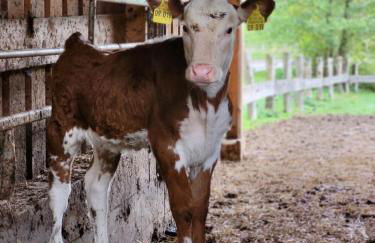 Ferienhof Welling - Foto 7