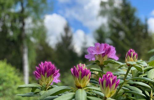 Steinhuder Meer Ferienhaus Schwalbennest - Foto 20
