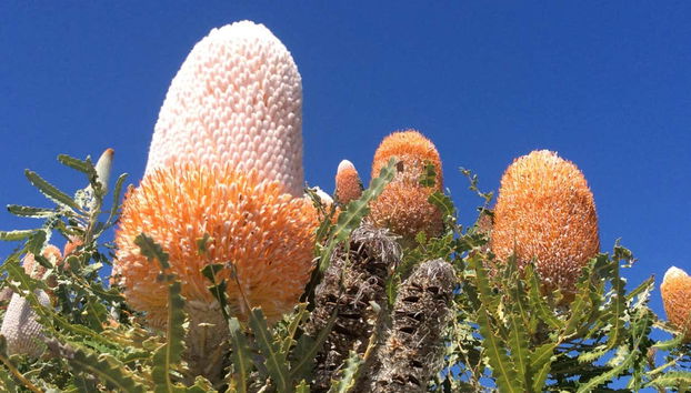 Coucher de soleil et observation des étoiles dans le désert de Pinnacles - Foto 4