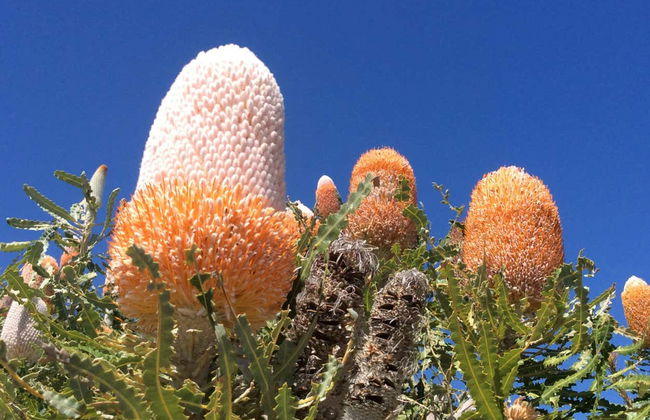 Pinnacles Desert Sunset & Stargazing - Photo 4