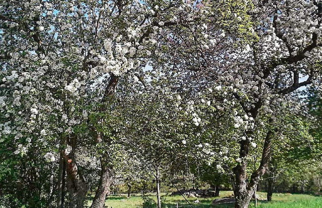 Holiday Home in Häradsbäck - Foto 16