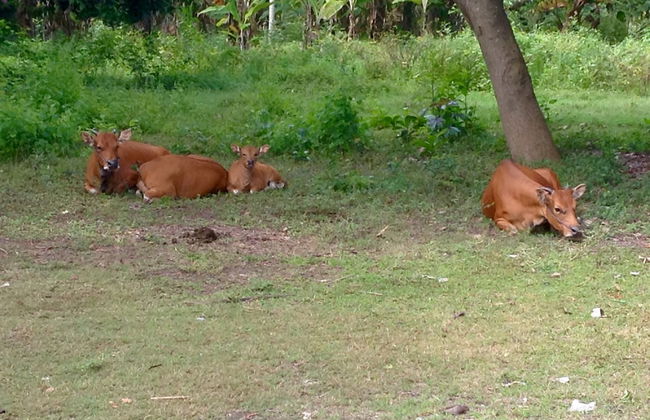 Villa Tenganan, Candidasa, Bali - Photo 19