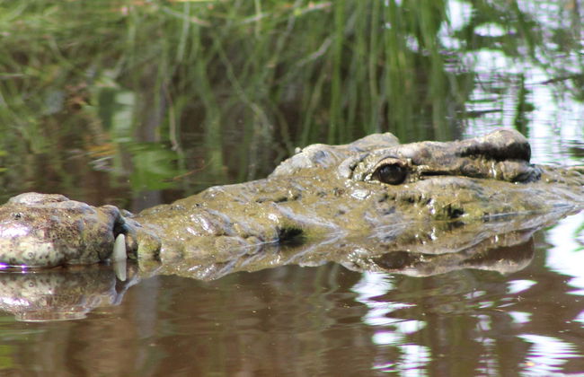 Avistamento de aves e crocodilos + Liberação de tartarugas - Foto 1