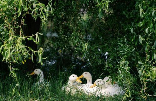Shepherd's Hut- Hot Tub- Wellness Spa- Wood Burner - Foto 10