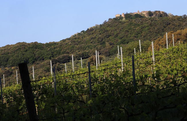 Agriturismo Belvedere Pierini e Brugi - Foto 34