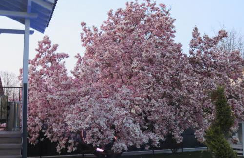 Les Rives des Habsbourg - Foto 12