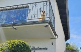 Eifel Urlaub mit Hunden Ferienhaus Schwalbennest Schalkenmehren - Foto 30