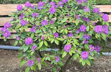 Vuglovec House - Foto 20