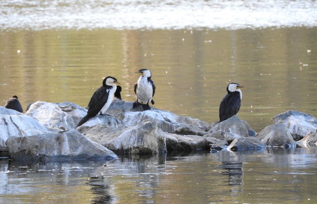 Victoria Lake Holiday Park - Photo 14