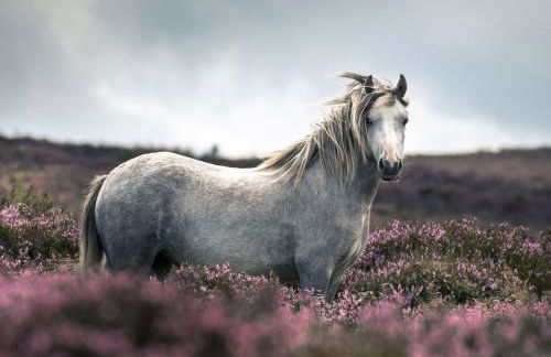 The Coach House Barn - Foto 22