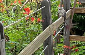 Hospedaria Recanto da Paz - Foto 51