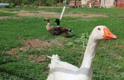 A Casa dei Nonni - Foto 32