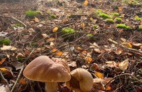 Jolly Old House - Foto 42