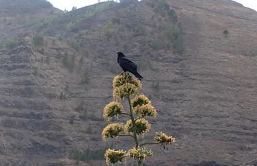 APARTAMENTO AINARA, LA GOMERA - Foto 37