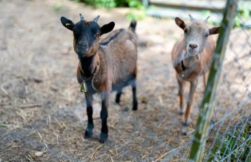 Appartement Im Hof, 36qm - Foto 19