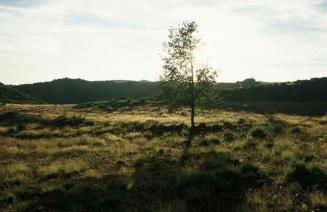 A Lagosta Perdida - Foto 28