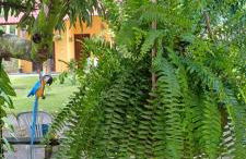 Casa Recanto das Mangueiras Japaratinga - Alagoas - Foto 32