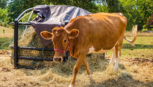 Faraway Geodome with Views - Photo 2