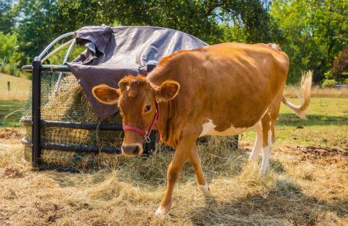 Faraway Geodome with Views - Photo 2