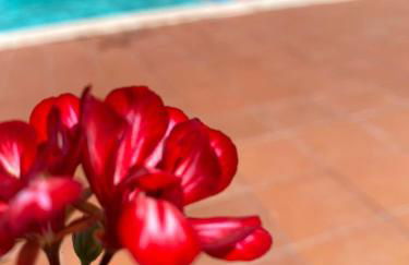 Cardinal Girolamo - Foto 28