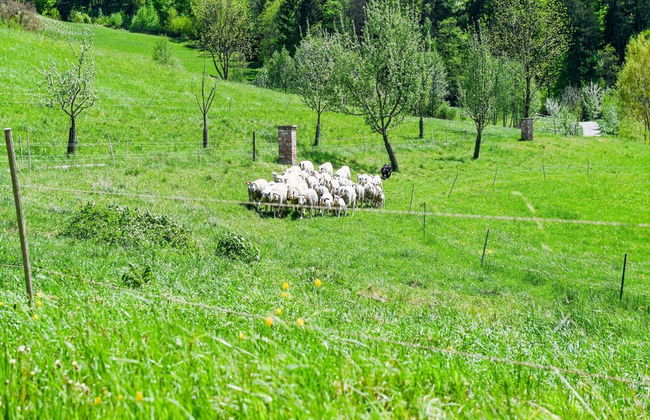 Loft-like Apartment With Swimming Pond - Photo 22