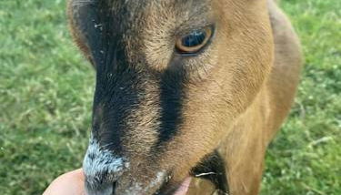 Ferme Équestre - Vue Unique sur les Chevaux - Foto 5