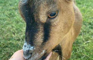 Ferme Équestre - Vue Unique sur les Chevaux - Foto 5