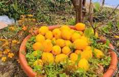 Solecore Amalficoast - Photo 15