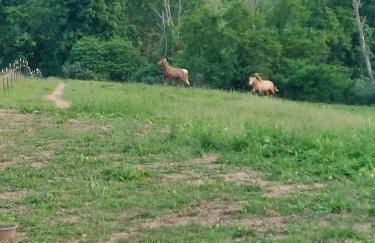 4BR Home - Pets Allowed by ARK Experience - Foto 11