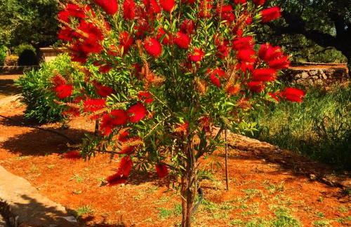 Mouses Apartments-Kardamyli - Foto 29