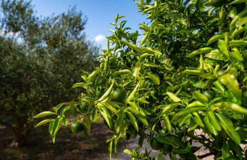 MY DALMATIA - Holiday home Nadalina with private pool and jacuzzi - Photo 59