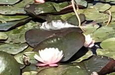 Petit Paradis - Foto 9