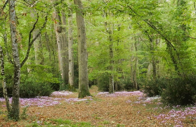 Chateau de Coubloust - Foto 34