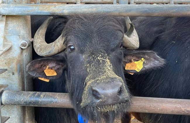 Tour di un caseificio campano - Foto 6