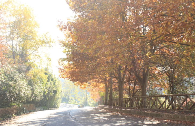 Olive Tree Hill - Foto 27