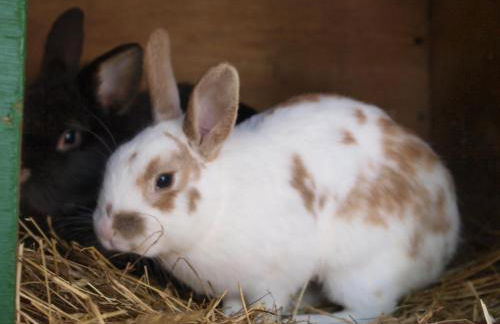 Bauernhof Koehlbrandt - Foto 58